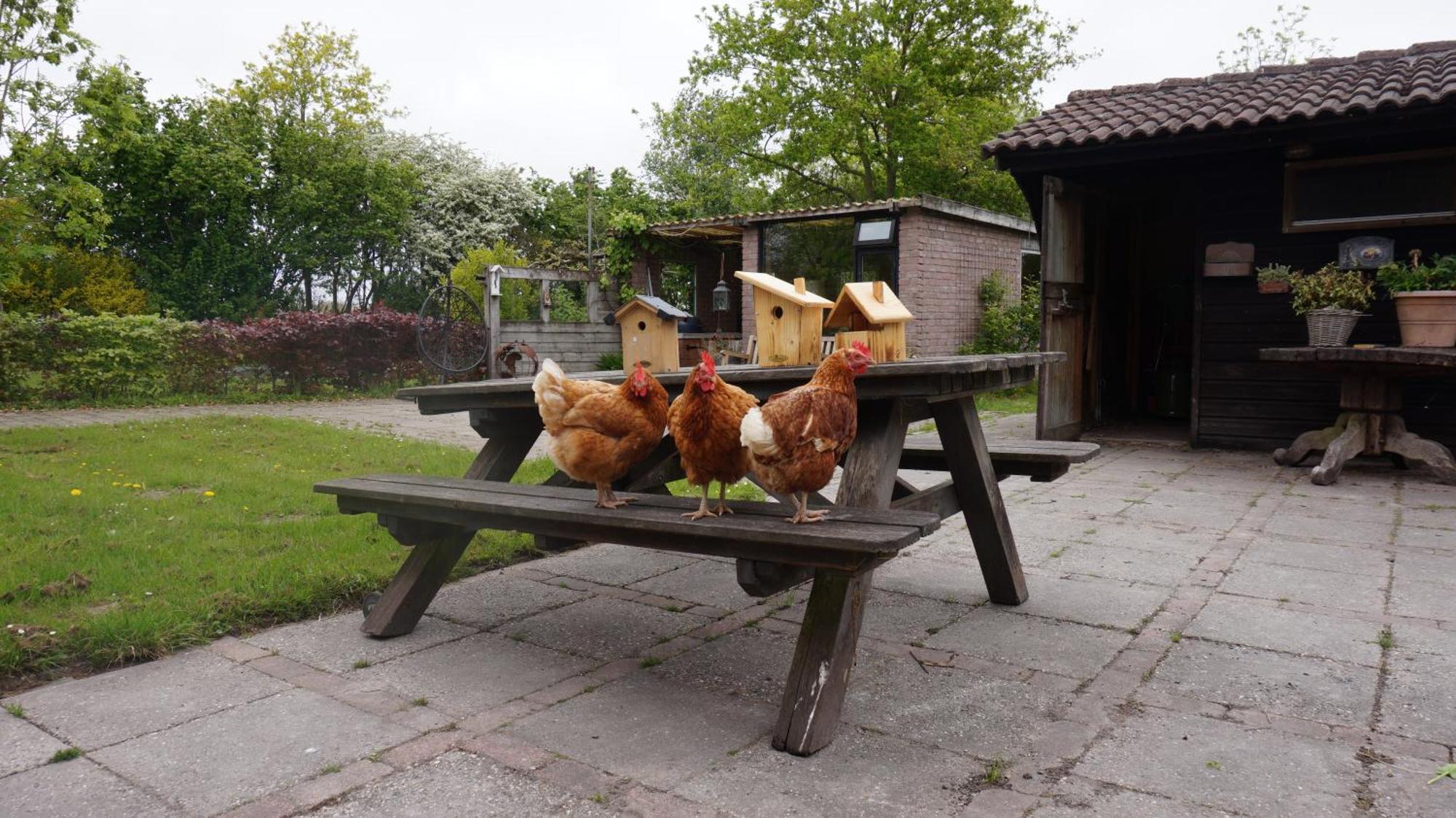 Bed And Breakfast Het Schapenlandje Waarland エクステリア 写真